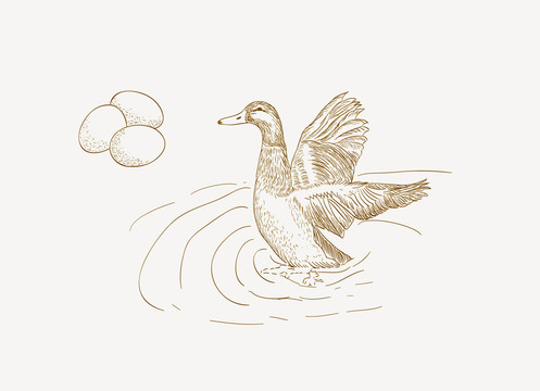 水中鸭子手绘鸭子线描鸭子插画