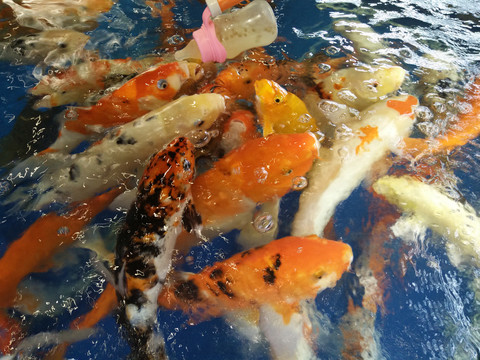 锦鲤