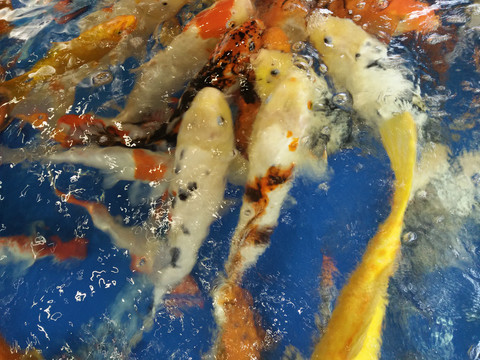 锦鲤