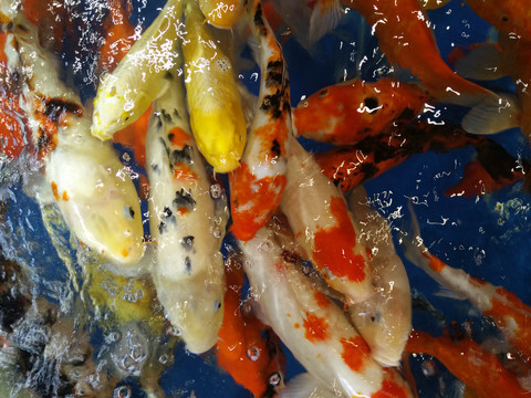 锦鲤