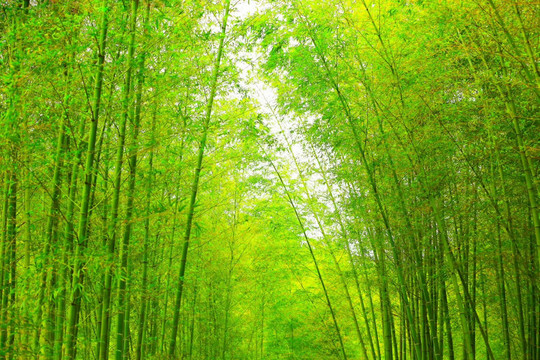 竹林