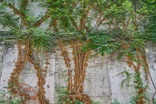 藤蔓植物背景墙
