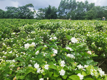 茉莉花