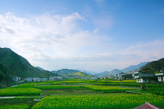湖北油菜BH