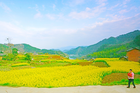 湖北油菜BI