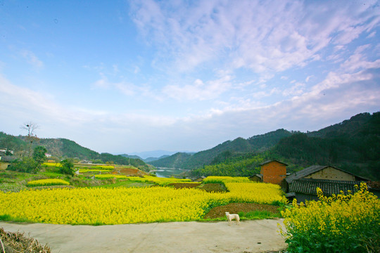 湖北油菜BJ