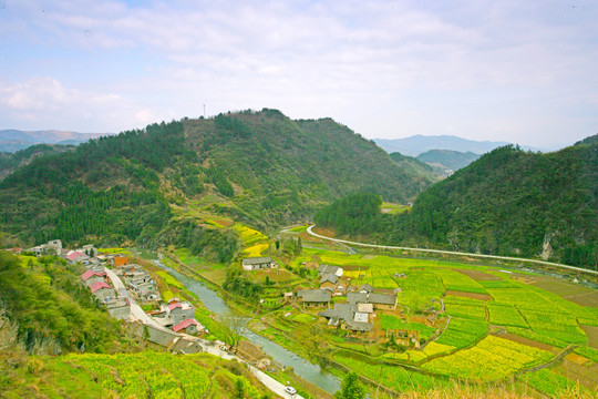 湖北油菜T