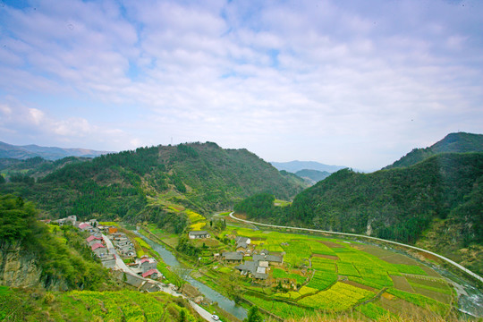 湖北油菜U