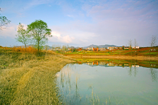 湖北油菜CC