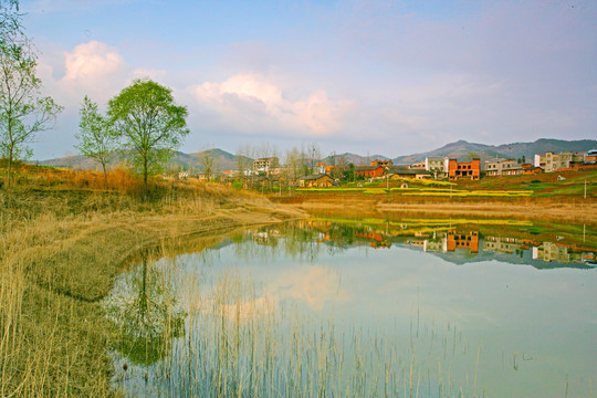 湖北油菜CD