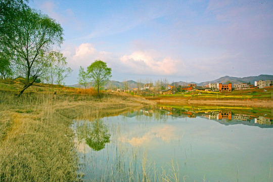 湖北油菜CE