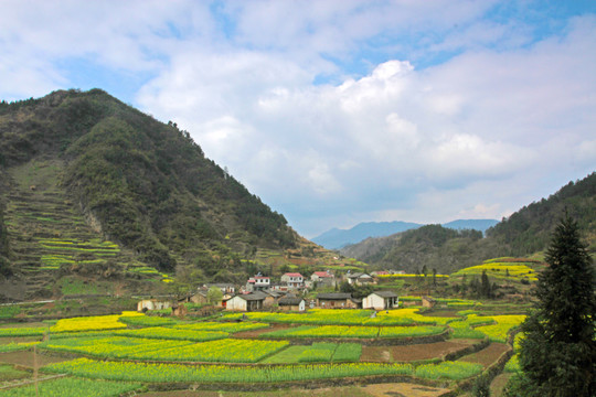 湖北油菜D