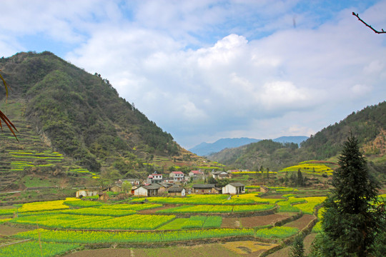湖北油菜E