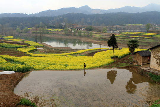 龙坝油菜花D