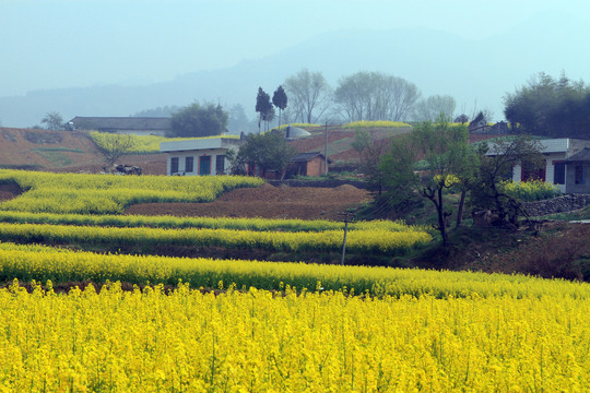 龙坝油菜花BL