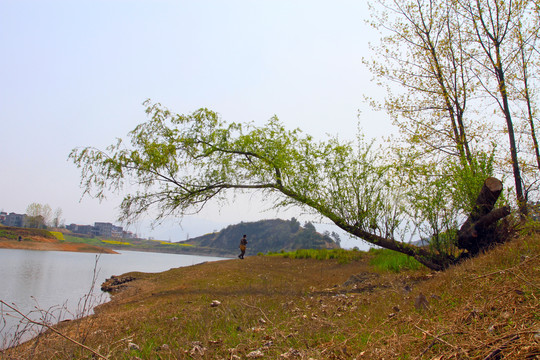 龙坝油菜花DH