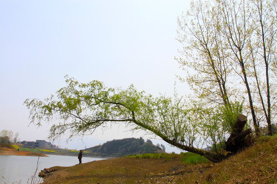 龙坝油菜花DI