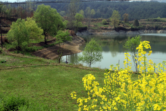 龙坝油菜花DL