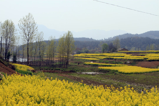 龙坝油菜花DN