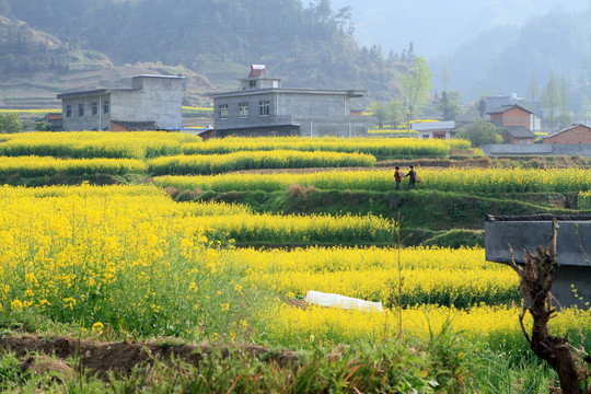 龙坝油菜花DO