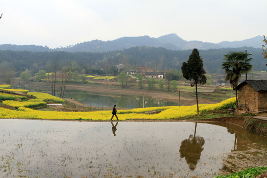 龙坝油菜花E