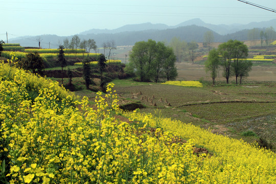 龙坝油菜花CA