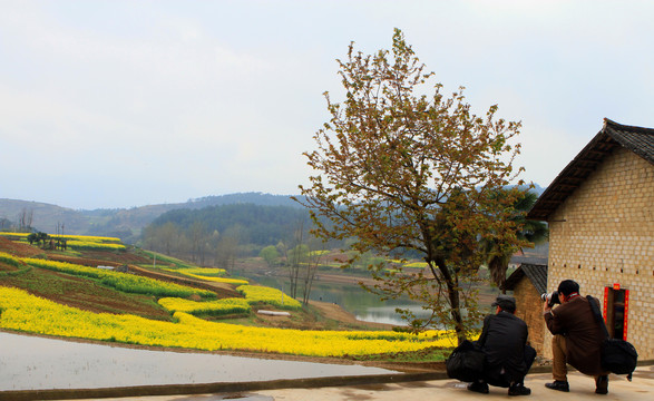 龙坝油菜花F