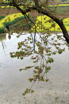 龙坝油菜花G