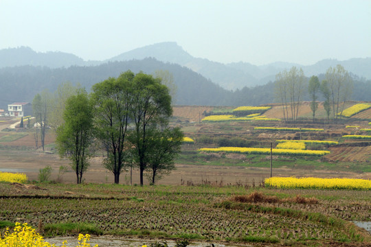 龙坝油菜花CC