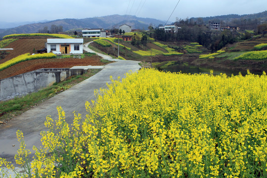 龙坝油菜花I