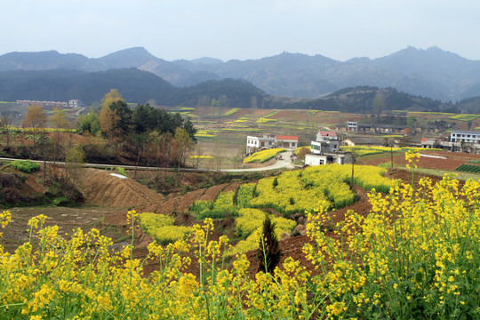 龙坝油菜花J