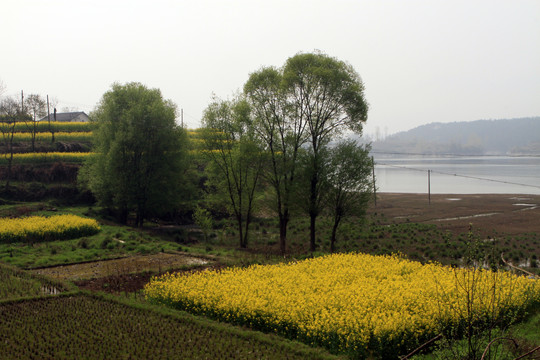龙坝油菜花CF