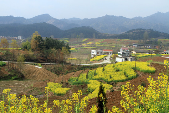 龙坝油菜花K