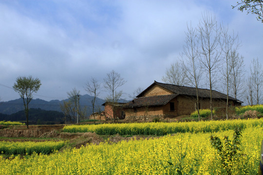龙坝油菜花L