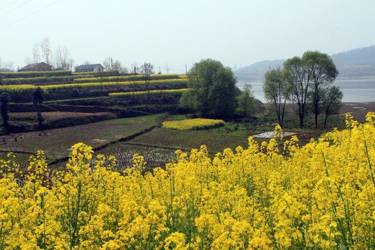 龙坝油菜花CH