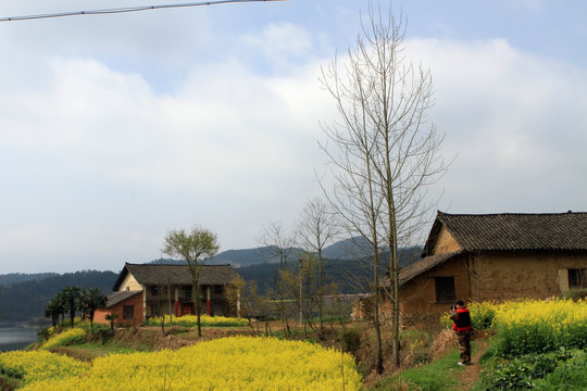 龙坝油菜花M