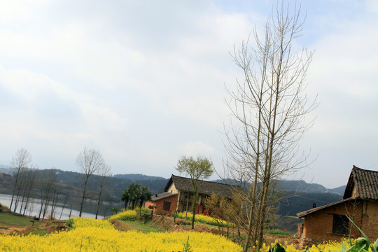 龙坝油菜花N