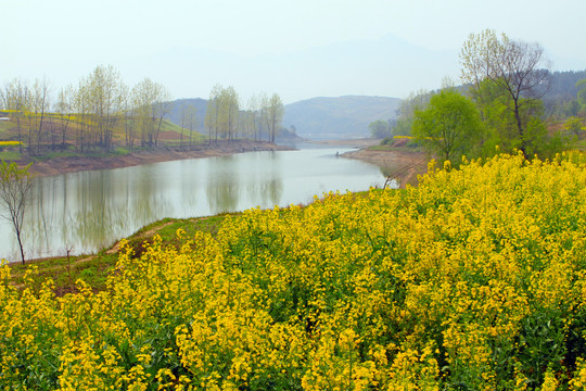 龙坝油菜花CK