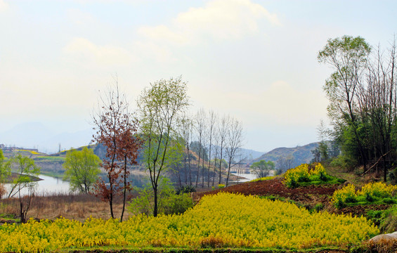 龙坝油菜花Z