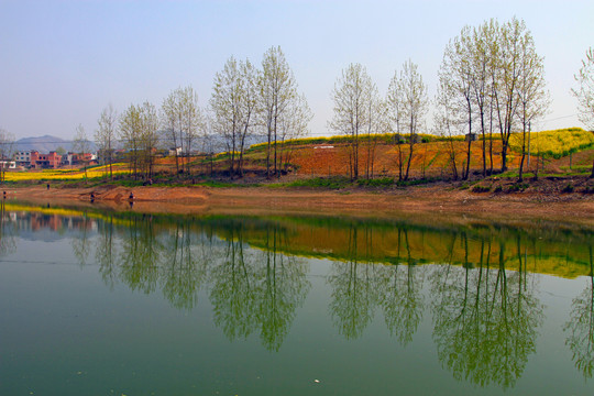 龙坝油菜花CU