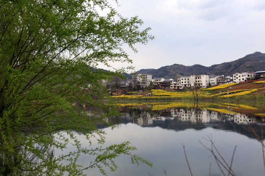 龙坝油菜花BB