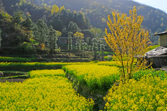 龙坝新华村BK