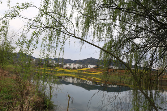 龙坝油菜花BC