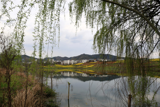 龙坝油菜花BD