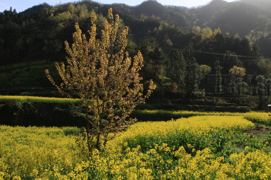 龙坝新华村BL