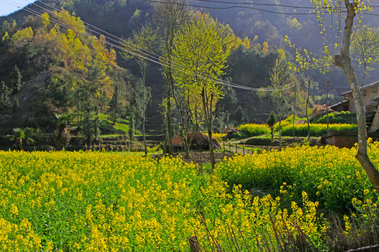 龙坝新华村BN