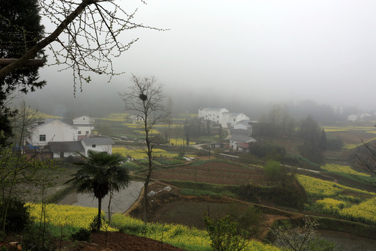 龙坝油菜花BL