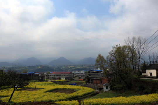 龙坝油菜花C