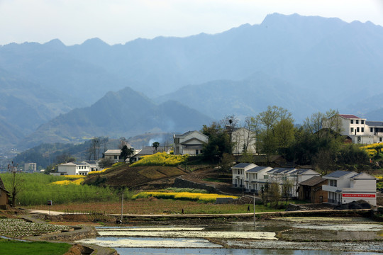 龙坝油菜花F