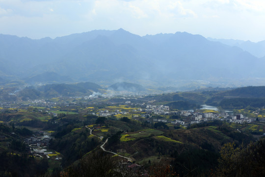 龙坝油菜花G